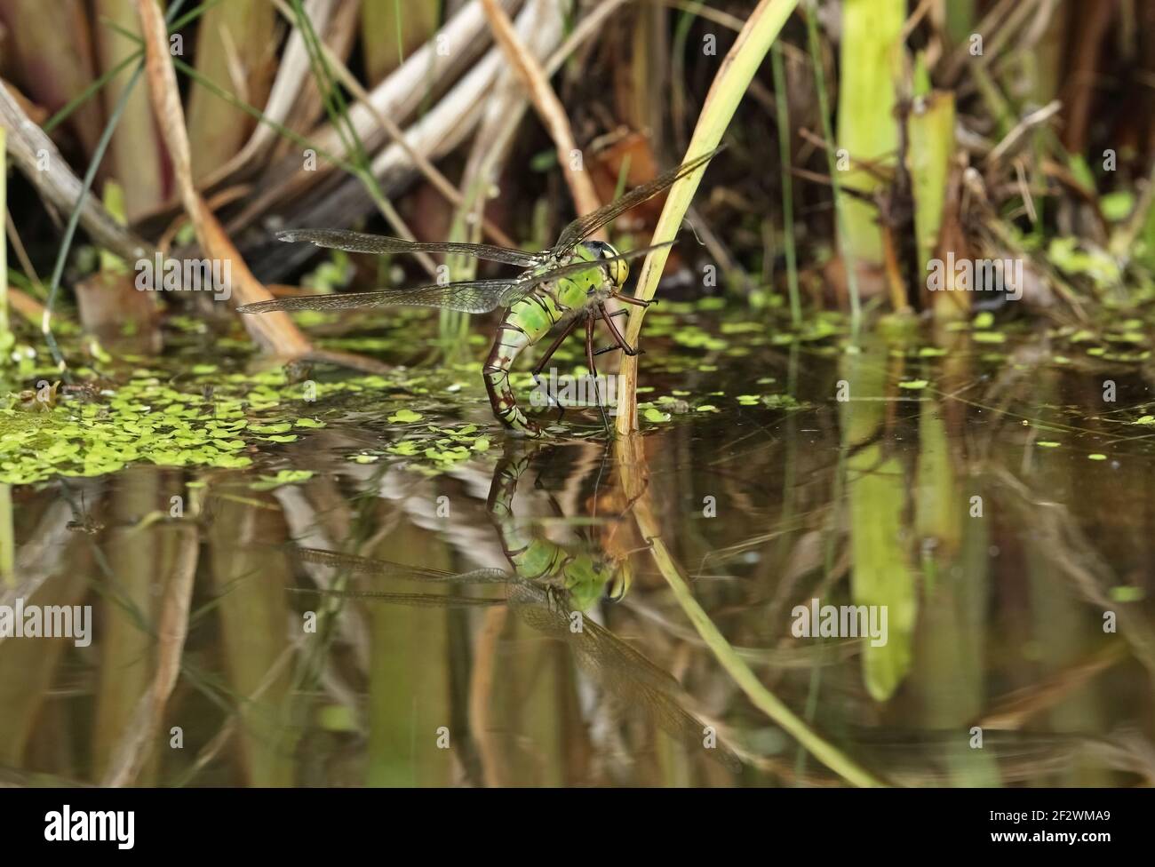 Imperatore Dragonfly (Anax imperator) femmina adulta oviposing in giardino stagno Eccles-on-Sea, Norfolk, Regno Unito Luglio Foto Stock