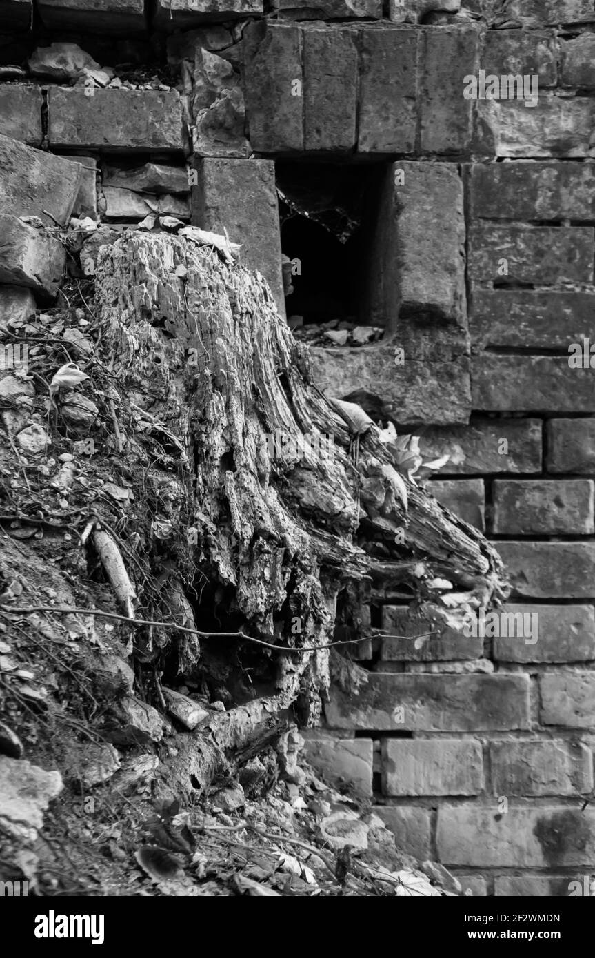 Rovina di casa in mattoni con rizoma vecchio in primo piano. Luogo abbandonato. Luogo mistico Foto Stock