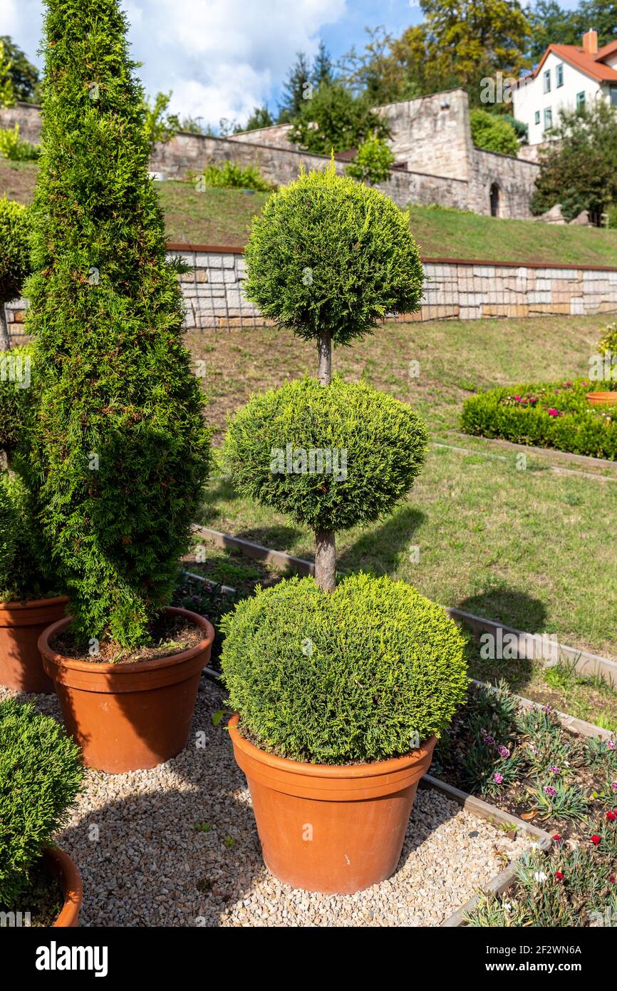 Albero in vaso con tre livelli nel parco del castello di Wilhelmsburg a Schmalkalden, Turingia Foto Stock