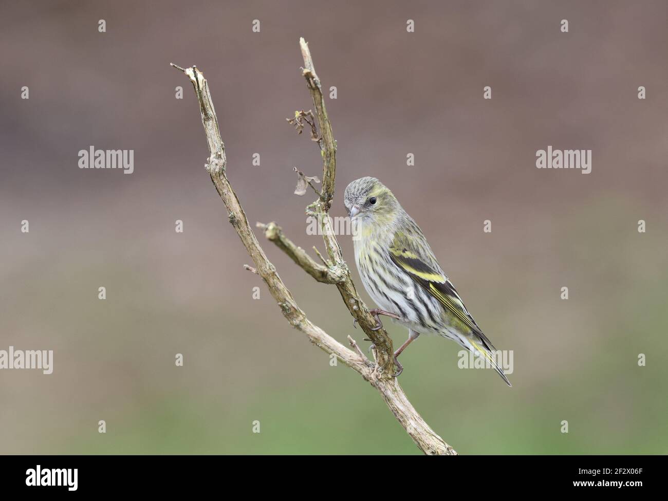 Siskin, Carduelis spinus, femmina europea arroccato su una filiale. Galles 2021 Foto Stock