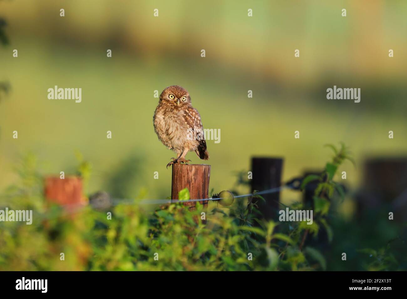 Un piccolo pulcino di Owl/owlet/giovanile (Athene noctua) appollaiato su un posto a Suffolk, Regno Unito Foto Stock