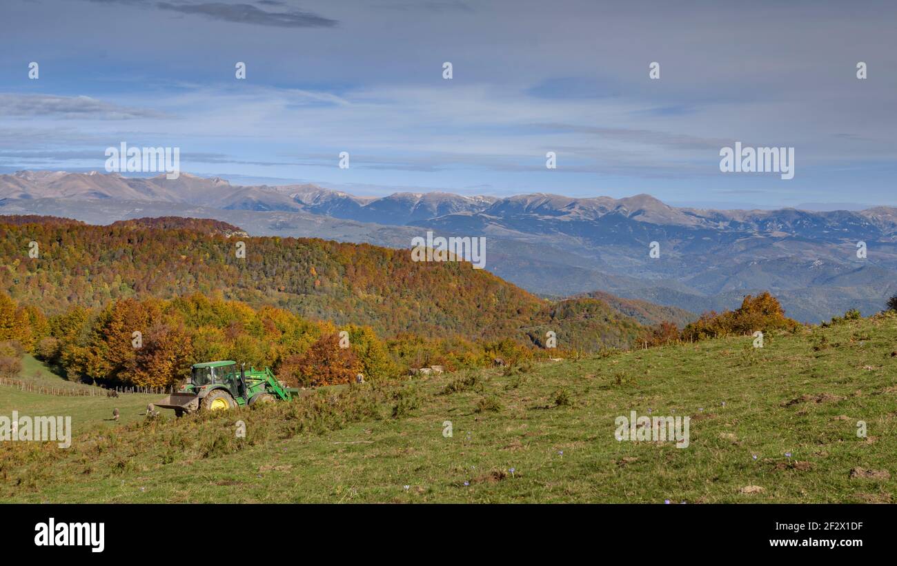 Faggeta e prati in autunno, sulla strada per Puigscalm (Garottxa, Catalogna, Spagna) ESP: Hayedo y prados de los Rasos de Manter en otoño Foto Stock