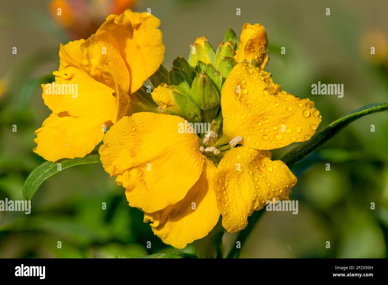 Primo piano di un fiore giallo (erysimum cheiri) in fiore Foto Stock