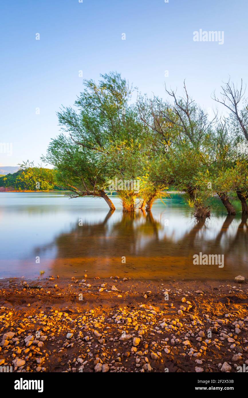 Alberi immersi nel lago Peruca Perucco jezero in Croazia Europa Foto Stock