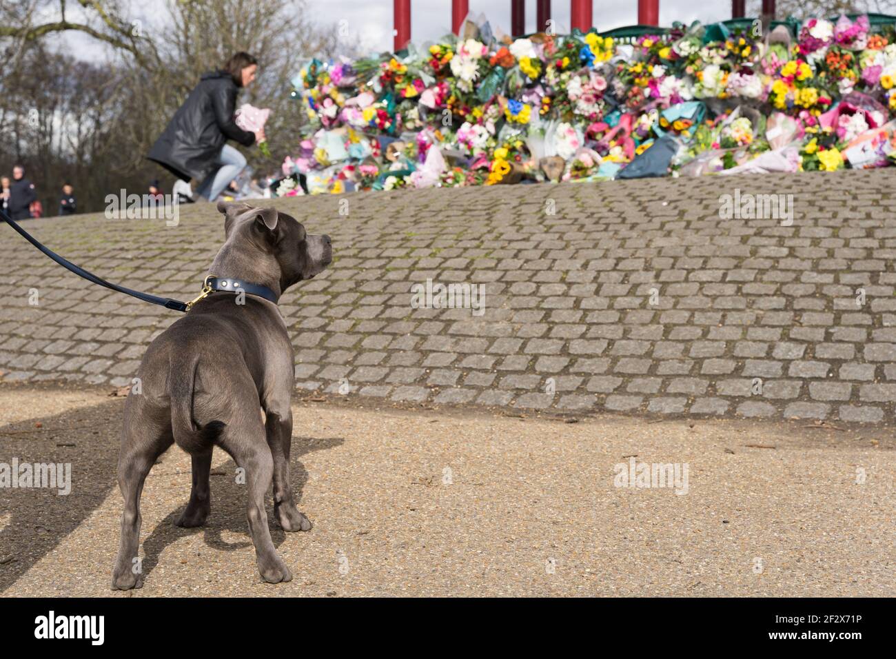 Un cane paga tributi al chiosco Clapham Common in memoria di Sarah Everard, rapito e assassinato, Londra, Inghilterra Foto Stock