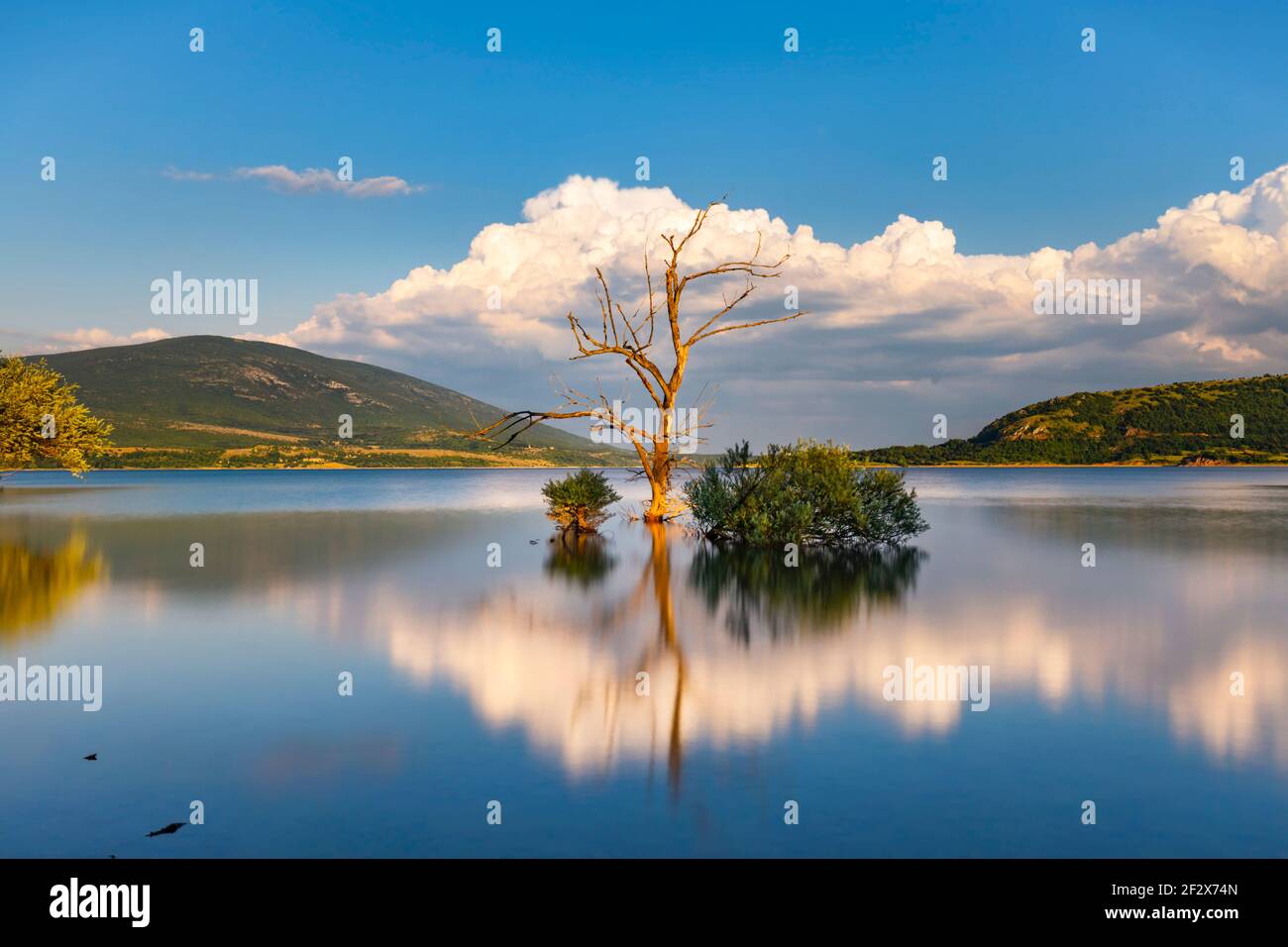 Serenità specchio sereno riflessione sul lago Peruca Perucco jezero in Croazia Europa solo albero e cespuglio in centro caldo come luce dorata nel tardo pomeriggio Foto Stock