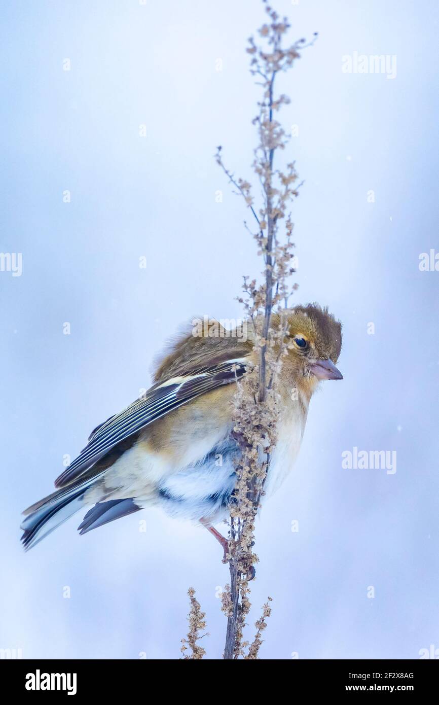 Closeup di un uccello di chaffinch femminile, coelebs di Fringilla, foraging nella neve, impostazione invernale bella fredda Foto Stock