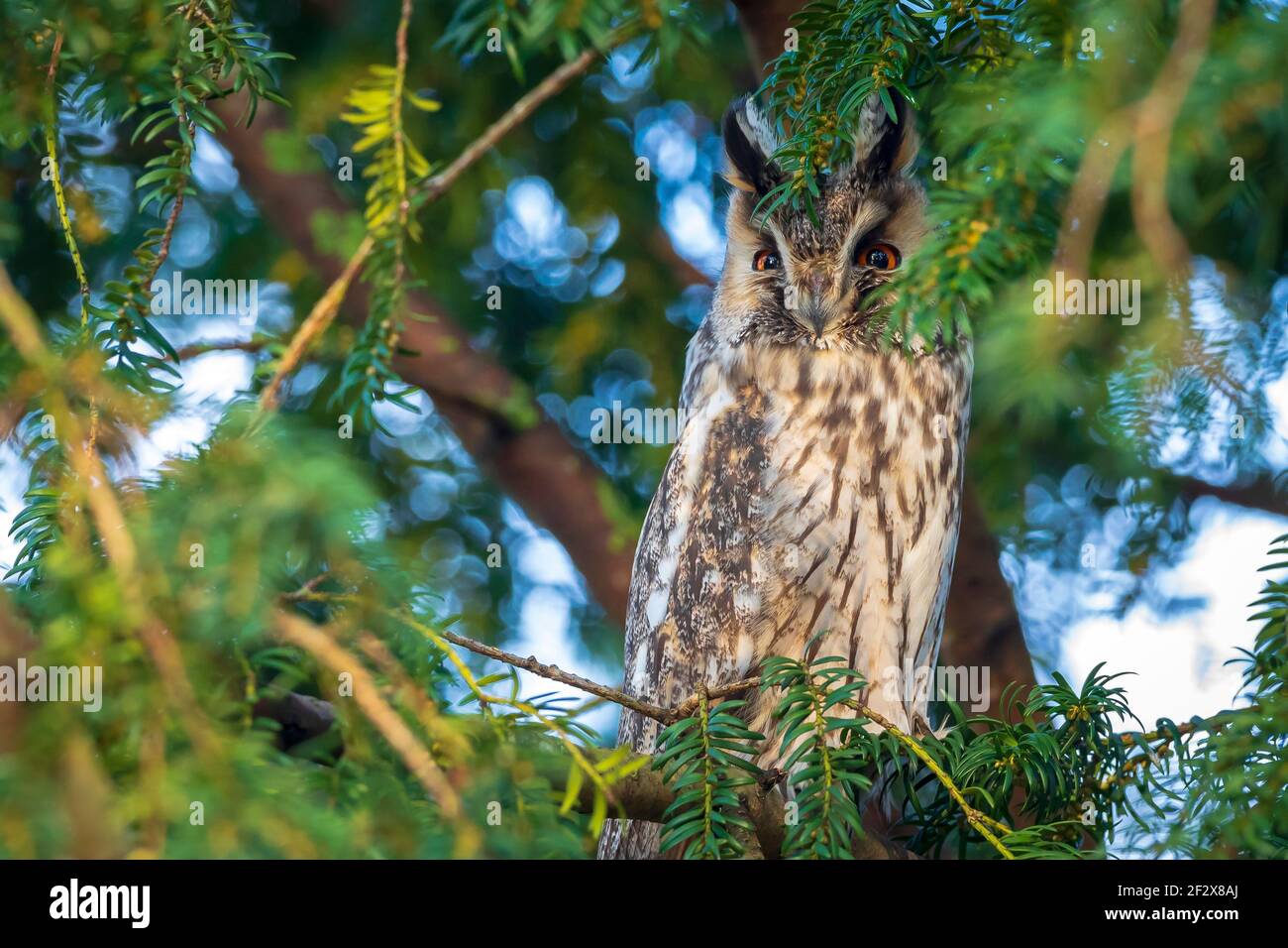 Gufo a lungo allevato, Asio otus, uccello di preda arroccato e riposante in un albero con neve in inverno colori diurni di fronte fotocamera. Foto Stock