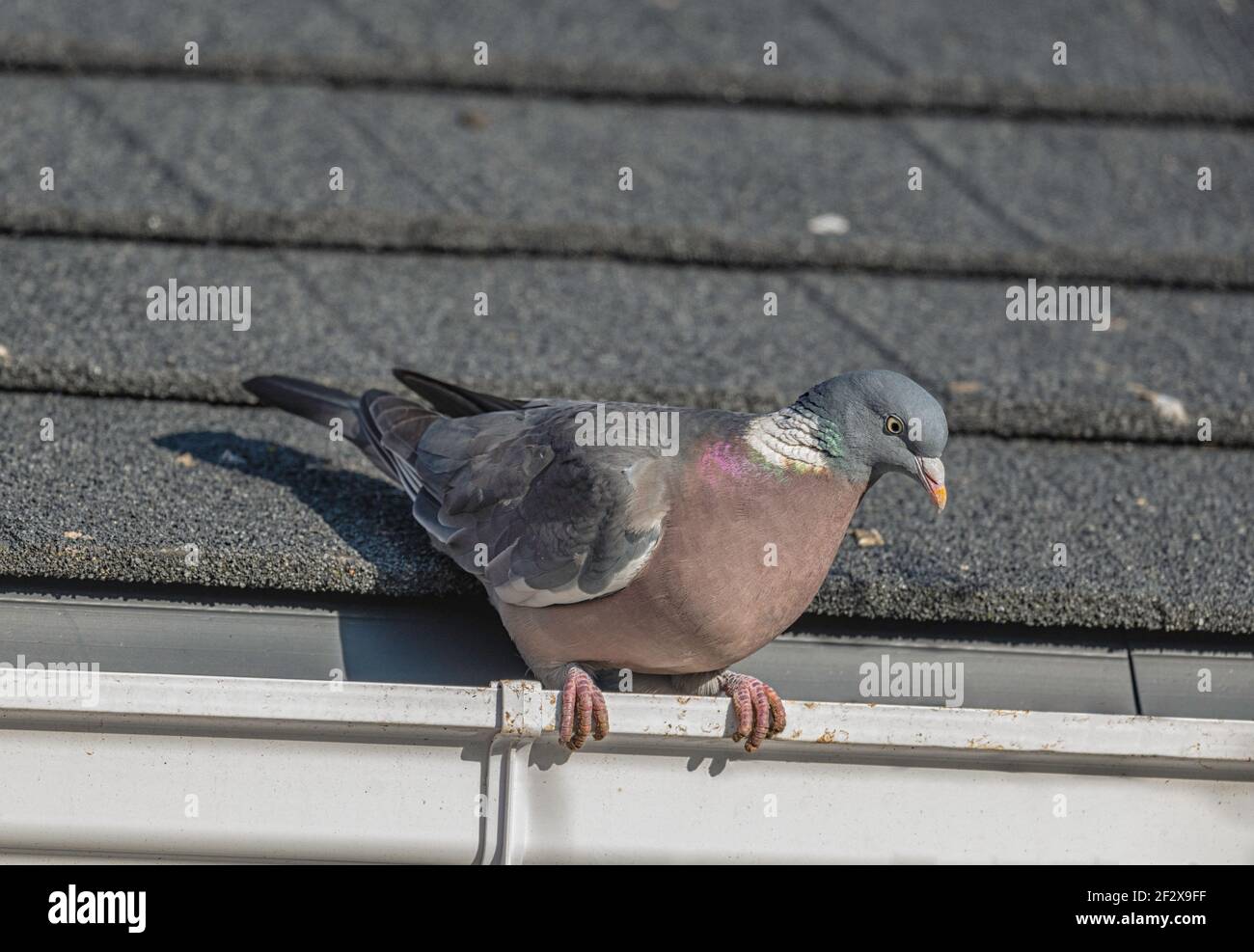 Wood Pigeon Columba Palumbus appollaiato sulla grondaia di un tetto di una casa a Norfolk, Regno Unito Foto Stock