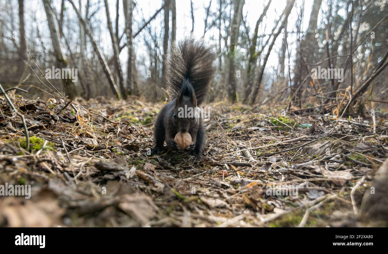 eichhörnchen, tier, europa, italia, liguria, säugetier, frack, selvatico, lebende selvatiche tiere Foto Stock