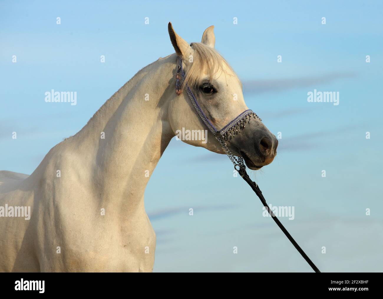 Bianco meraviglioso ritratto arabo cavallo in cielo sfondo Foto Stock