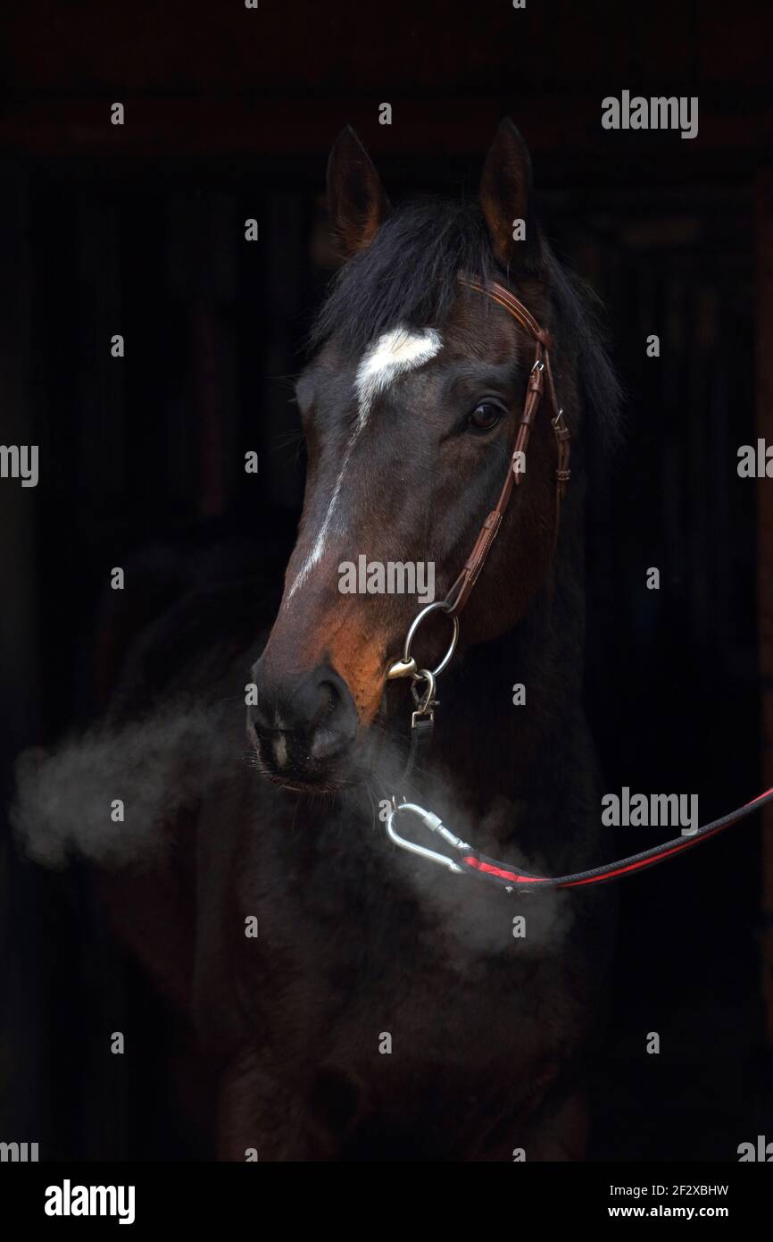 Ritratto di studio bavarese a basso cavallo chiave Foto Stock