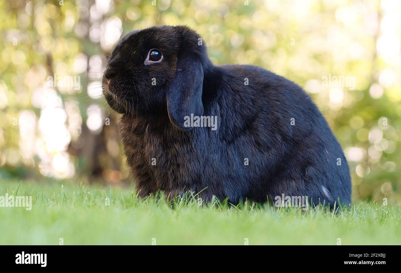lop nero allevato coniglio di ariete nano seduto sul prato Foto Stock