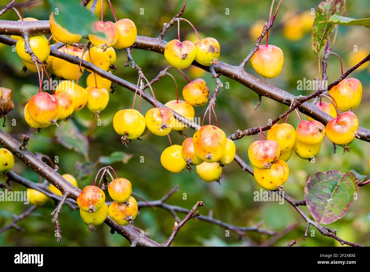Mele selvatiche gialle su un albero. Ci sono molte mele, alcune con un po' di rosso. Foglie sullo sfondo. Foto Stock