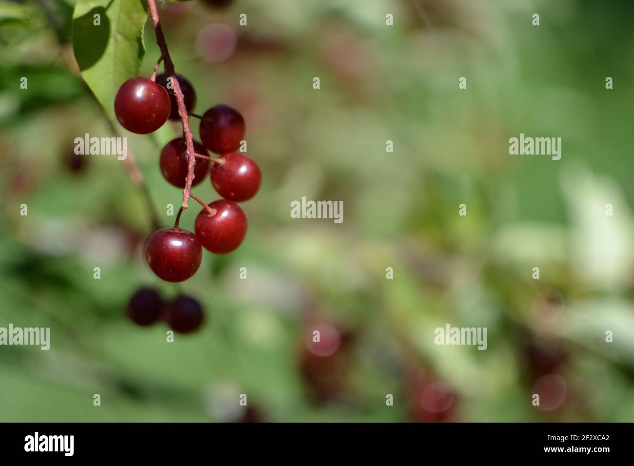 Un cespuglio con un sacco di bacche rosse sui rami autunnal Sfondo primo piano colorati cespugli di autunno selvatico con bacche rosse il parco Foto Stock