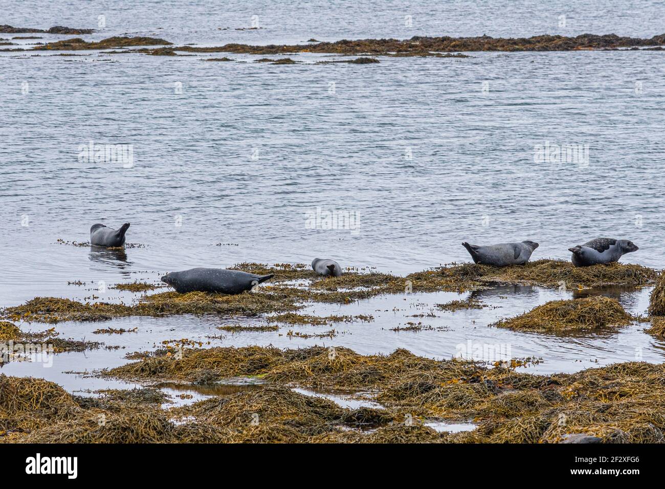 Le foche del porto godendo l'estate sull'Islanda Foto Stock