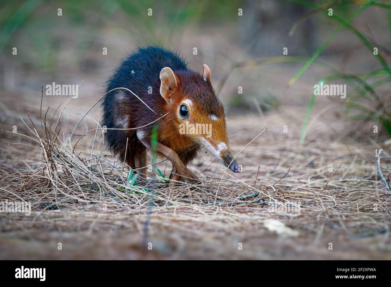 Screw elefante nero e rufoso -Rhynchocyon petersi o sengi o zanj screw elefante, trovato solo in Africa, nativo della pianura montano e denso fo Foto Stock