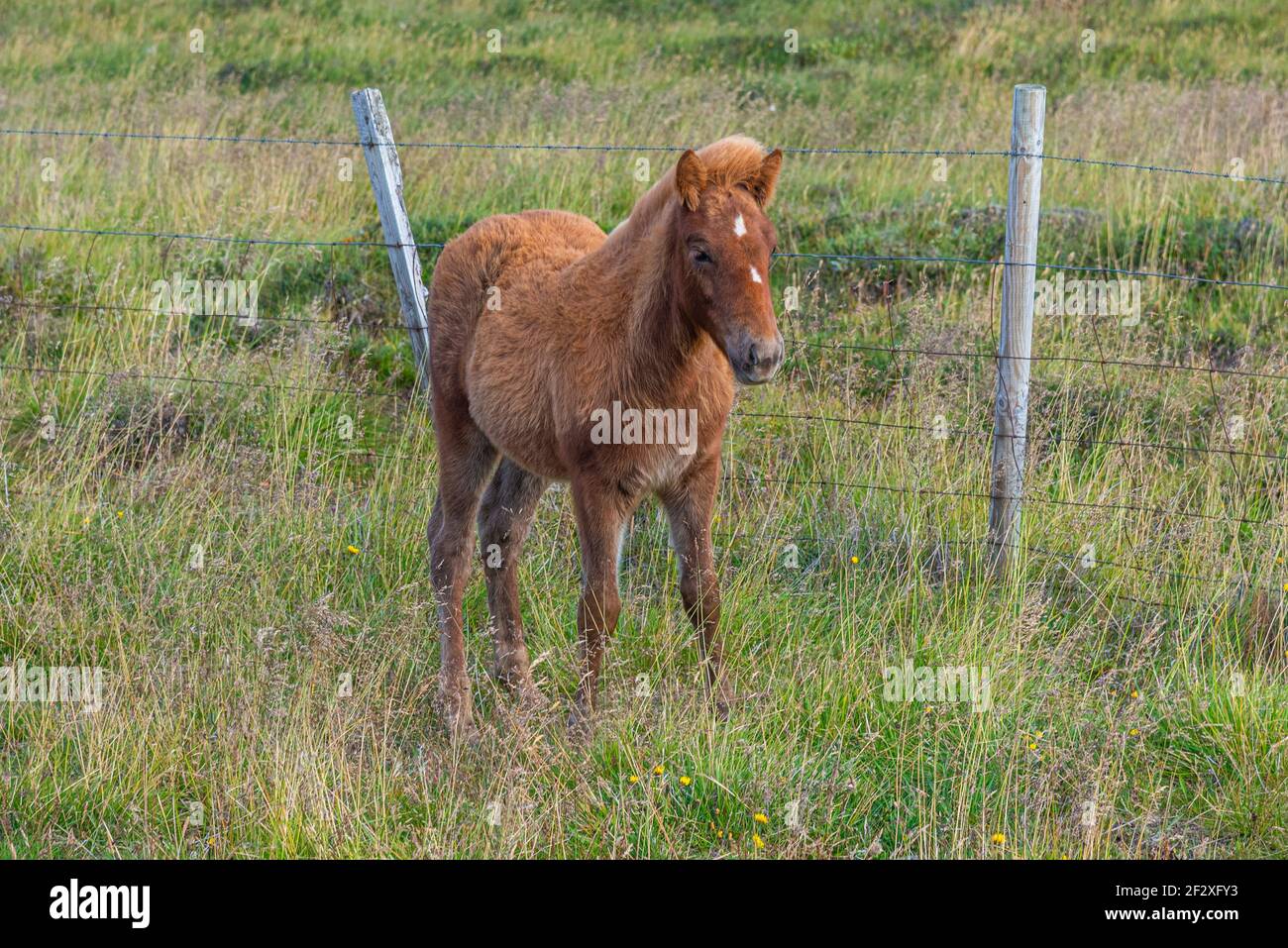 Vista di un giovane cavallo islandese Foto Stock