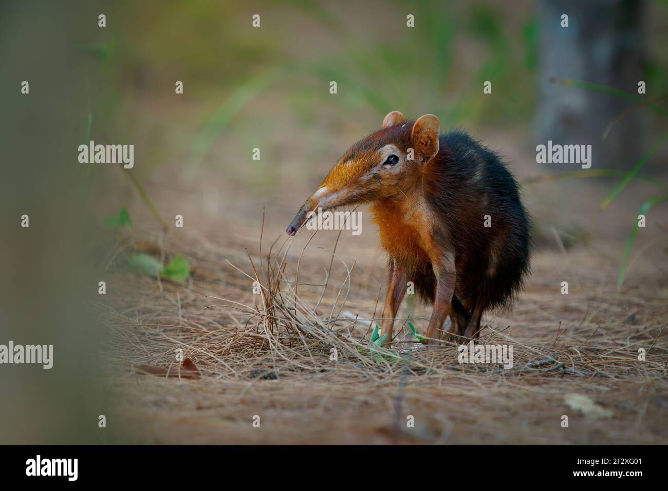Screw elefante nero e rufoso -Rhynchocyon petersi o sengi o zanj screw elefante, trovato solo in Africa, nativo della pianura montano e denso fo Foto Stock