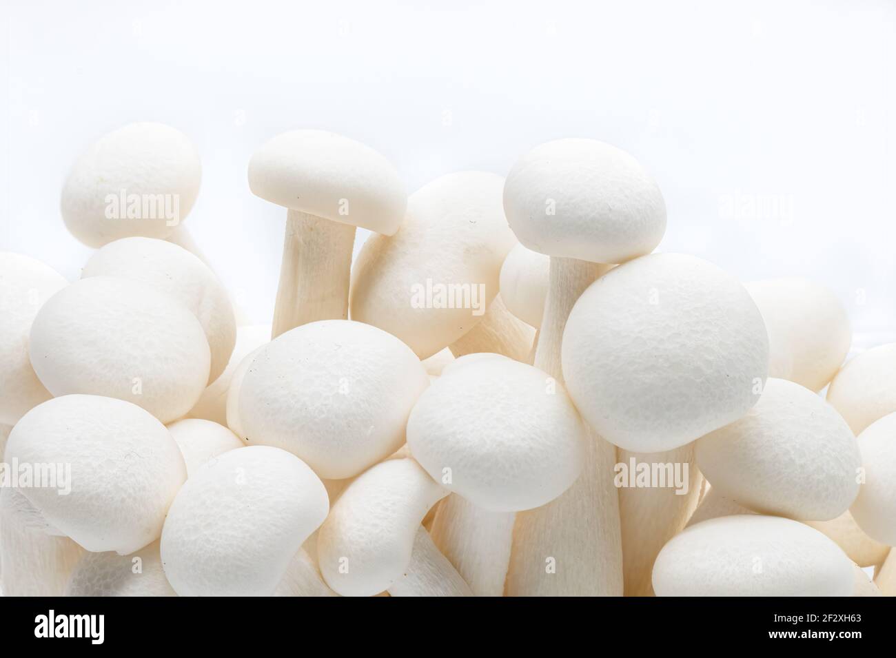 Shimeji fungo primo piano isolato su sfondo bianco. Shimeji bianco fresco Foto Stock