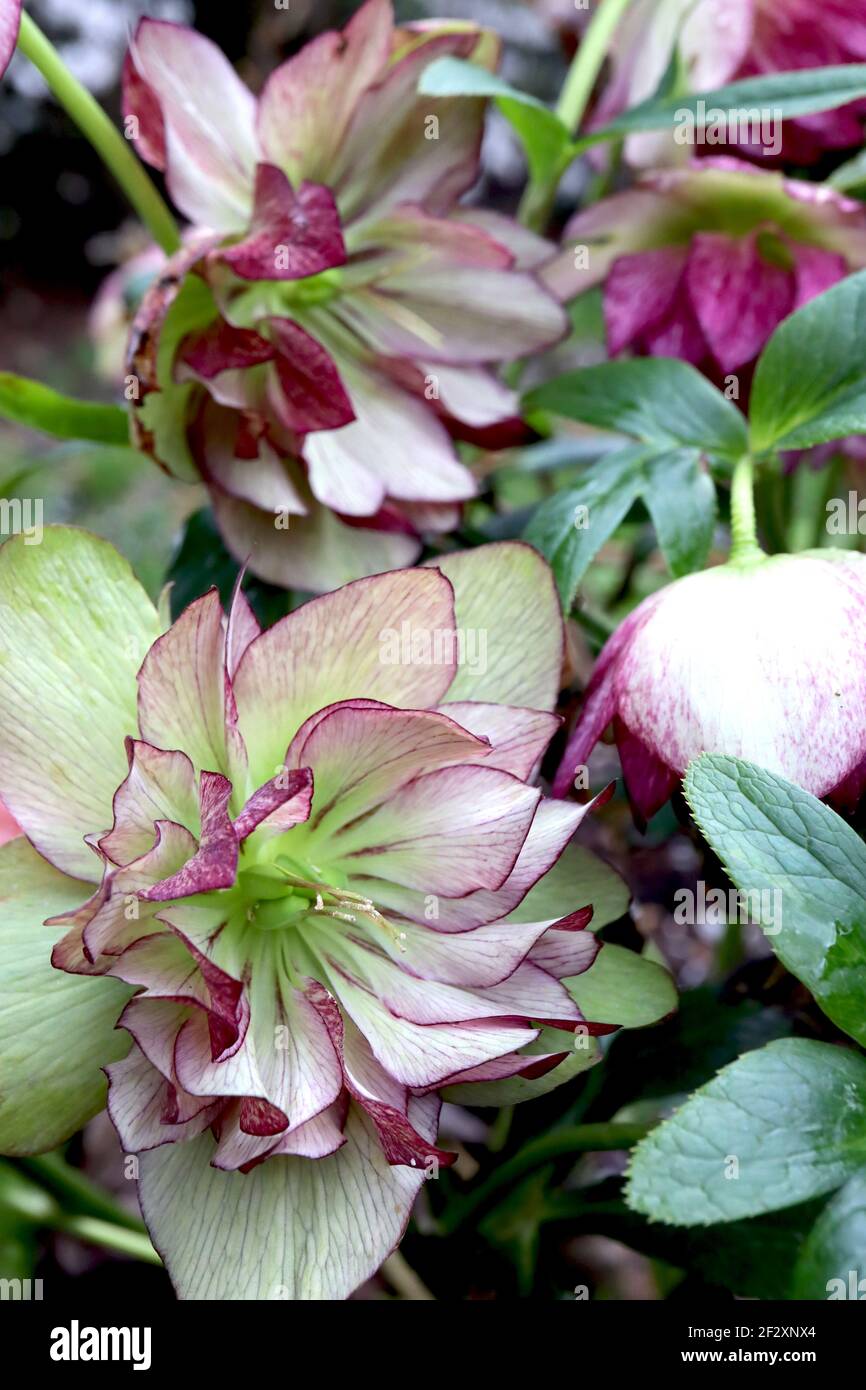 Helleborus x hybridus ‘Jade Tiger’ Hellebore Jade Tiger – fiori doppi di colore verde chiaro con dorso di petalo viola, marzo, Inghilterra, Regno Unito Foto Stock