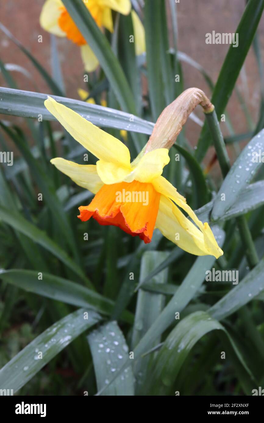 Narcissus ‘Red Devon’ Division 2 Daffodils Red Devon Daffodil - petali gialli di limone e tromba gialla d’oro, marzo, Inghilterra, Regno Unito Foto Stock