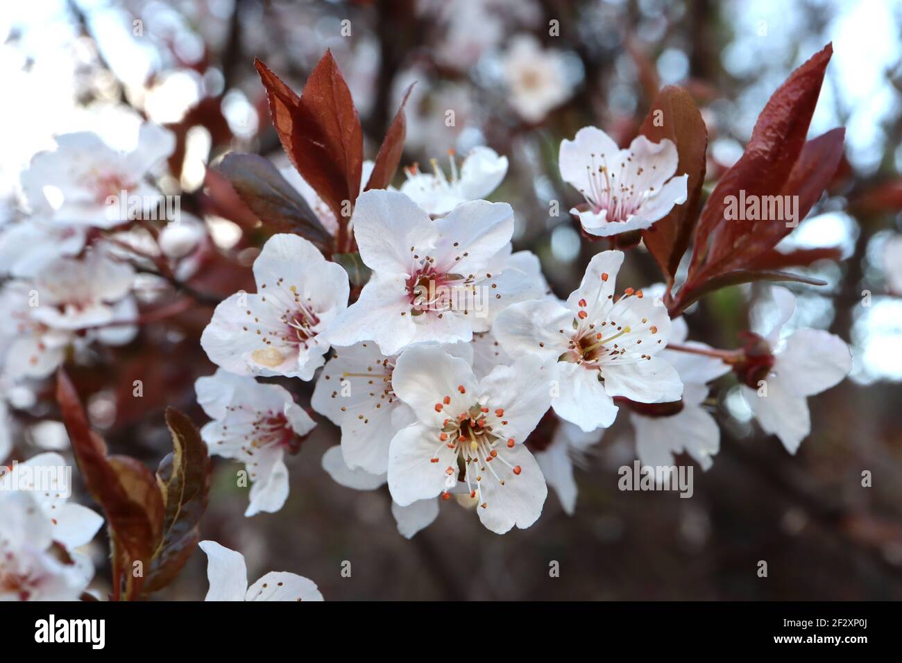 Prunus cerasifera prugna di ciliegia – piccoli fiori bianchi a forma di ciotola con molte stampelle, steli rossi, foglie marroni, marzo, Inghilterra, REGNO UNITO Foto Stock