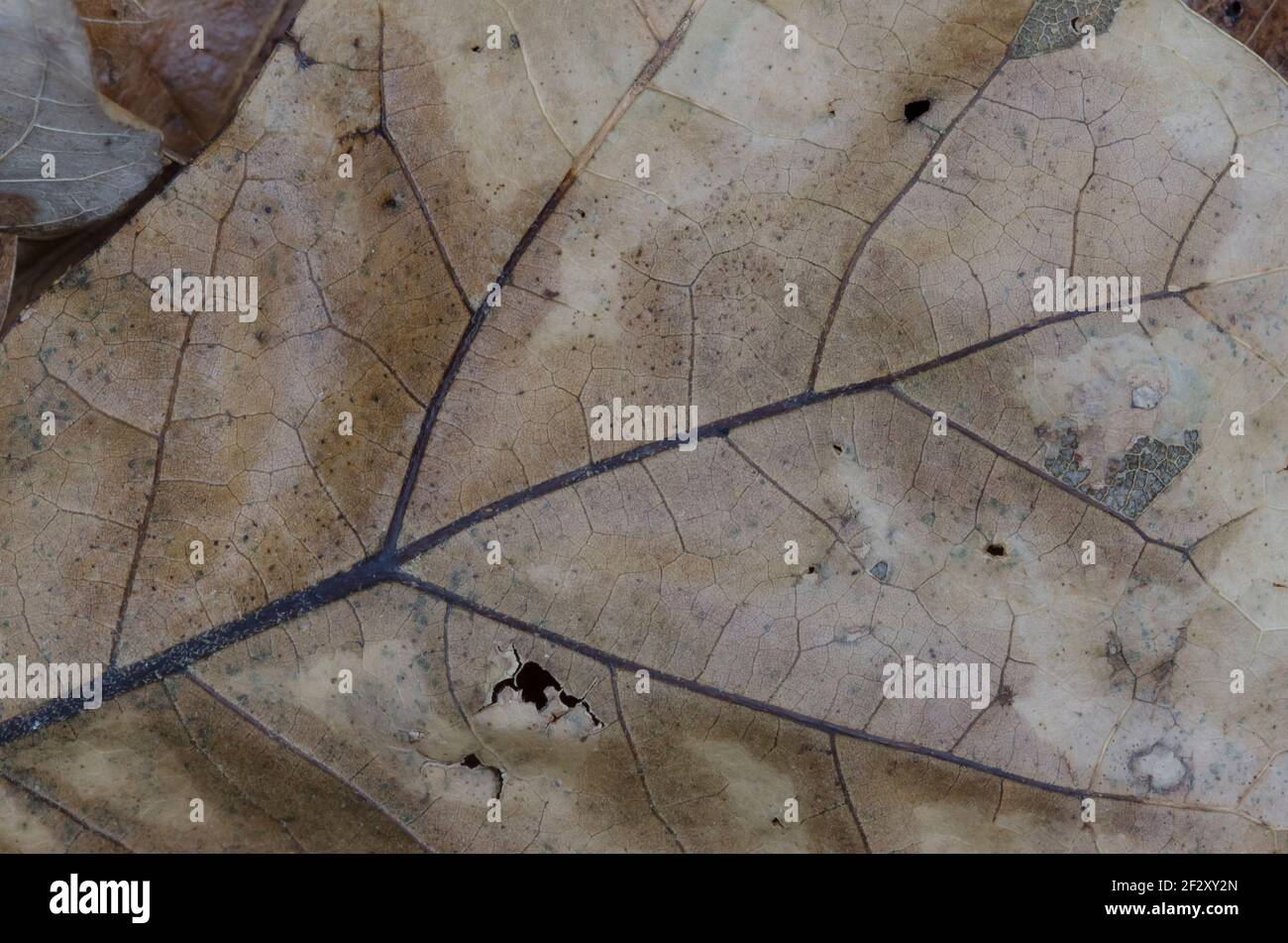 Blackjack Oak, Quercus marilandica, foglia sul pavimento della foresta Foto Stock