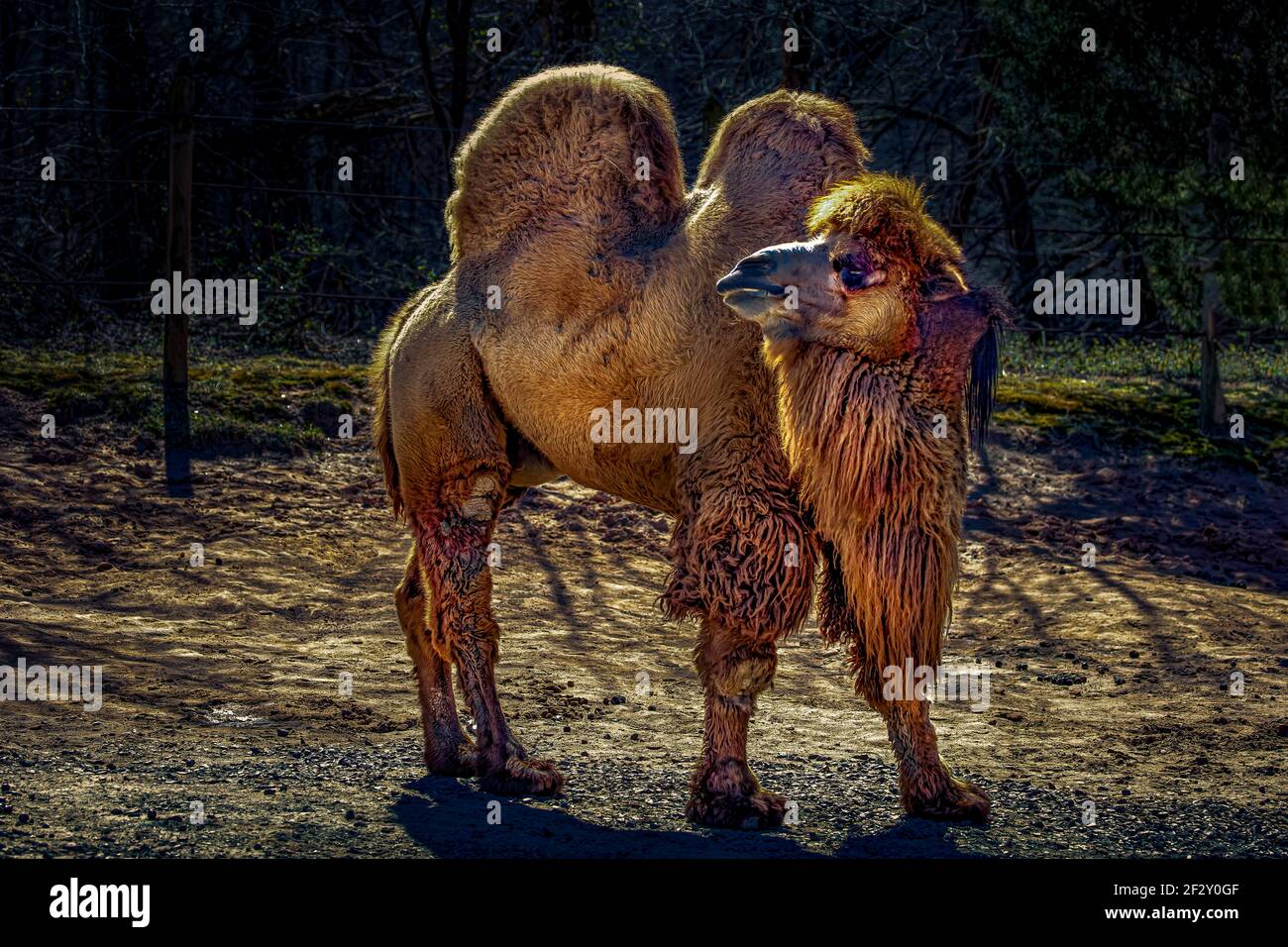 Mongolia Camel Foto Stock