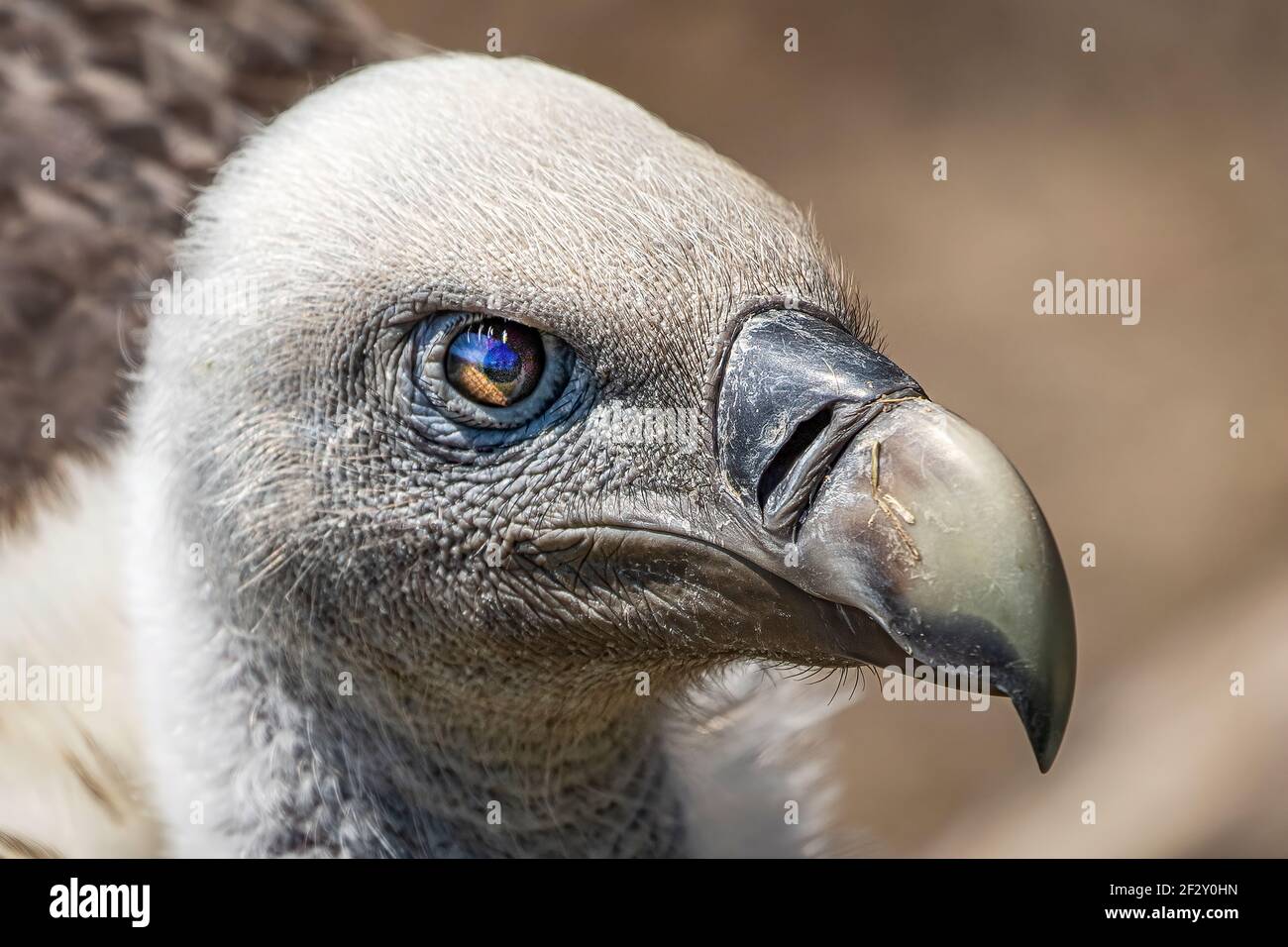 Buzzard Ritratto Foto Stock