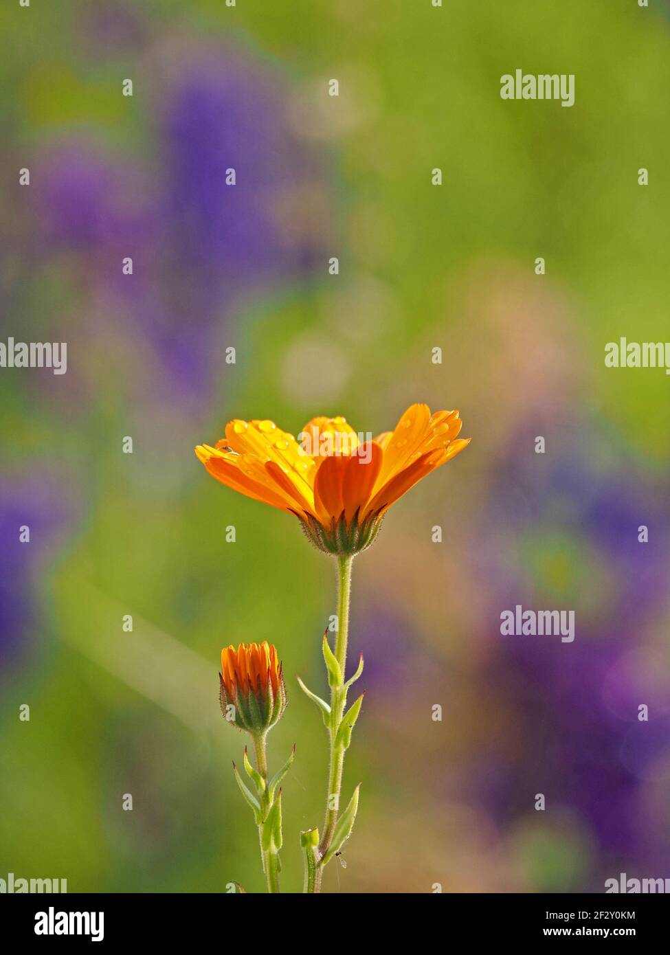 gocce d'acqua sui petali di fiore arancione brillante con emergente contrasto di bud con sfondo verde e viola intenso Sunlight Cumbria, Inghilterra, Regno Unito Foto Stock