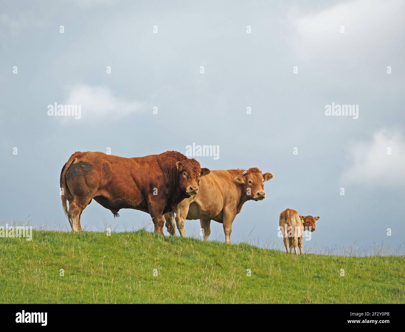 Ritratto di famiglia - sfumature di marrone - toro forte con mucca e vitello riduzione di dimensioni e colore sulla skyline di Eden Valley in altopiano pascolo Cumbria, Inghilterra, Regno Unito Foto Stock