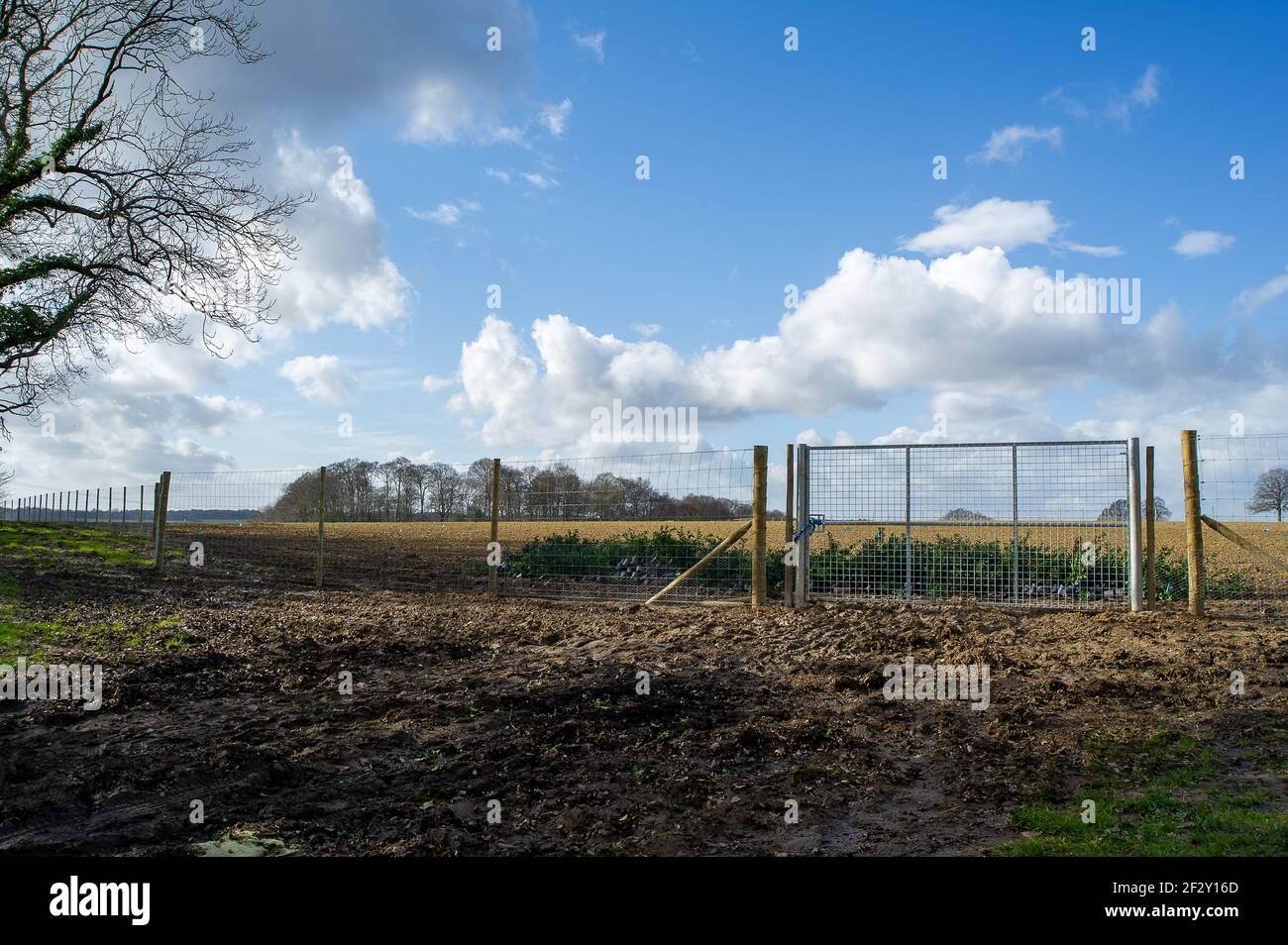 Aylesbury vale, Buckinghamshire, Regno Unito. 12 marzo 2021. Gli attivisti anti HS2 continuano la loro lotta per salvare Jones Hill Wood dalle motoseghe di HS2. I pipistrelli di Barbastelle molto rari sono conosciuti per ruggire nel bosco, tuttavia, HS2 stanno ottenendo pronto per distruggere una grande parte di Jones Hill Wood per la costruzione di un viadotto come parte del collegamento controverso della ferrovia ad alta velocità da Londra a Birmingham. Una squadra di attivisti anti HS2 vive in parte dei boschi per cercare di fermare l'HS2 e la loro distruzione di habitat naturali. Credito: Maureen McLean/Alamy Foto Stock