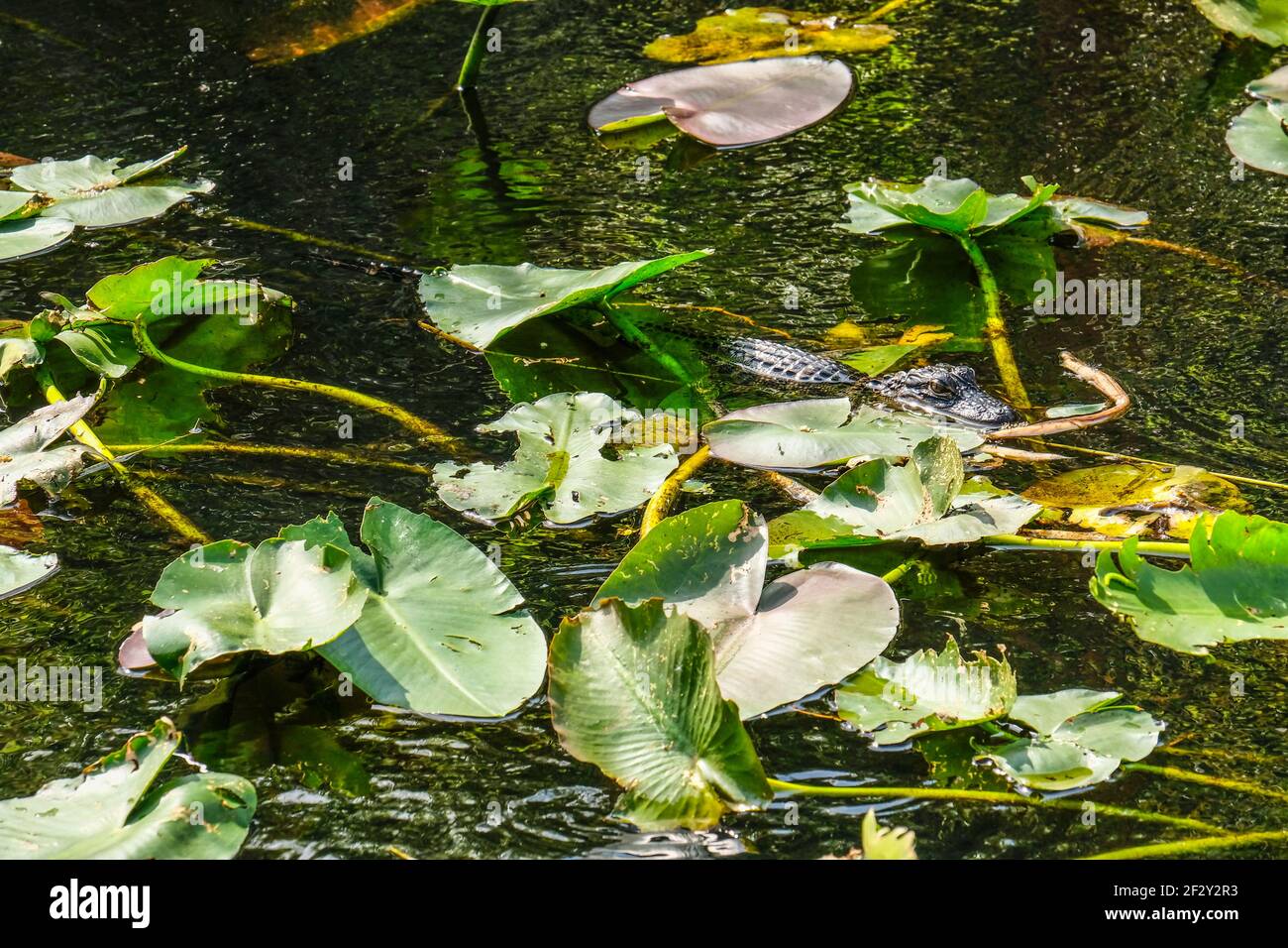 Un giovane coccodrillo americano in acqua sotto le pastiglie di giglio Foto Stock