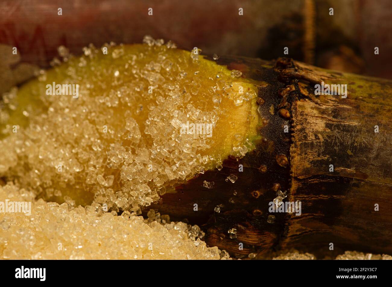 Lo zucchero di canna bruna si attacca ai pezzi di canna da zucchero Foto Stock