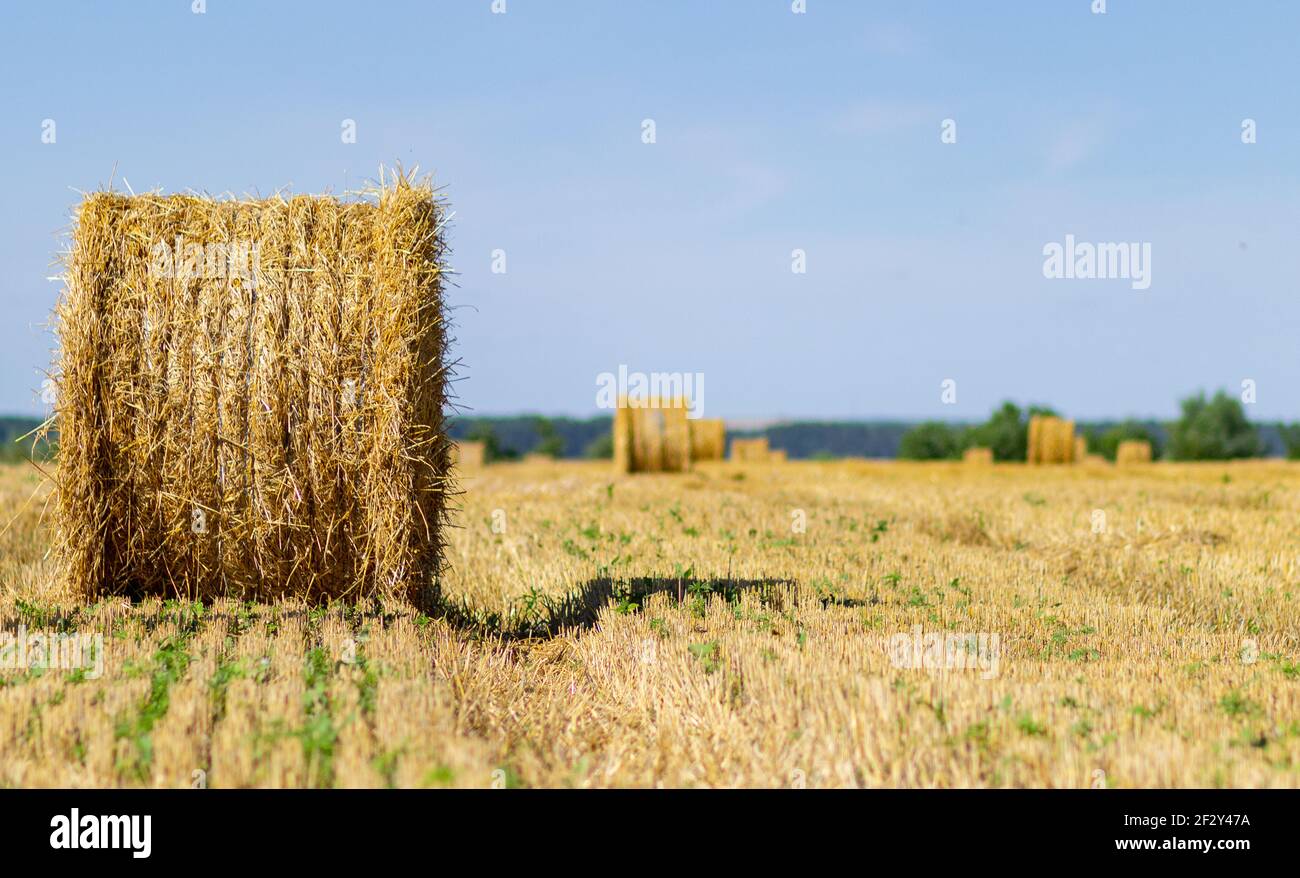 Balla di fieno. Campo agricolo con il cielo. Natura rurale nel terreno agricolo. Paglia sul prato. Grano giallo dorato raccolto in estate. Campagna naturale l Foto Stock