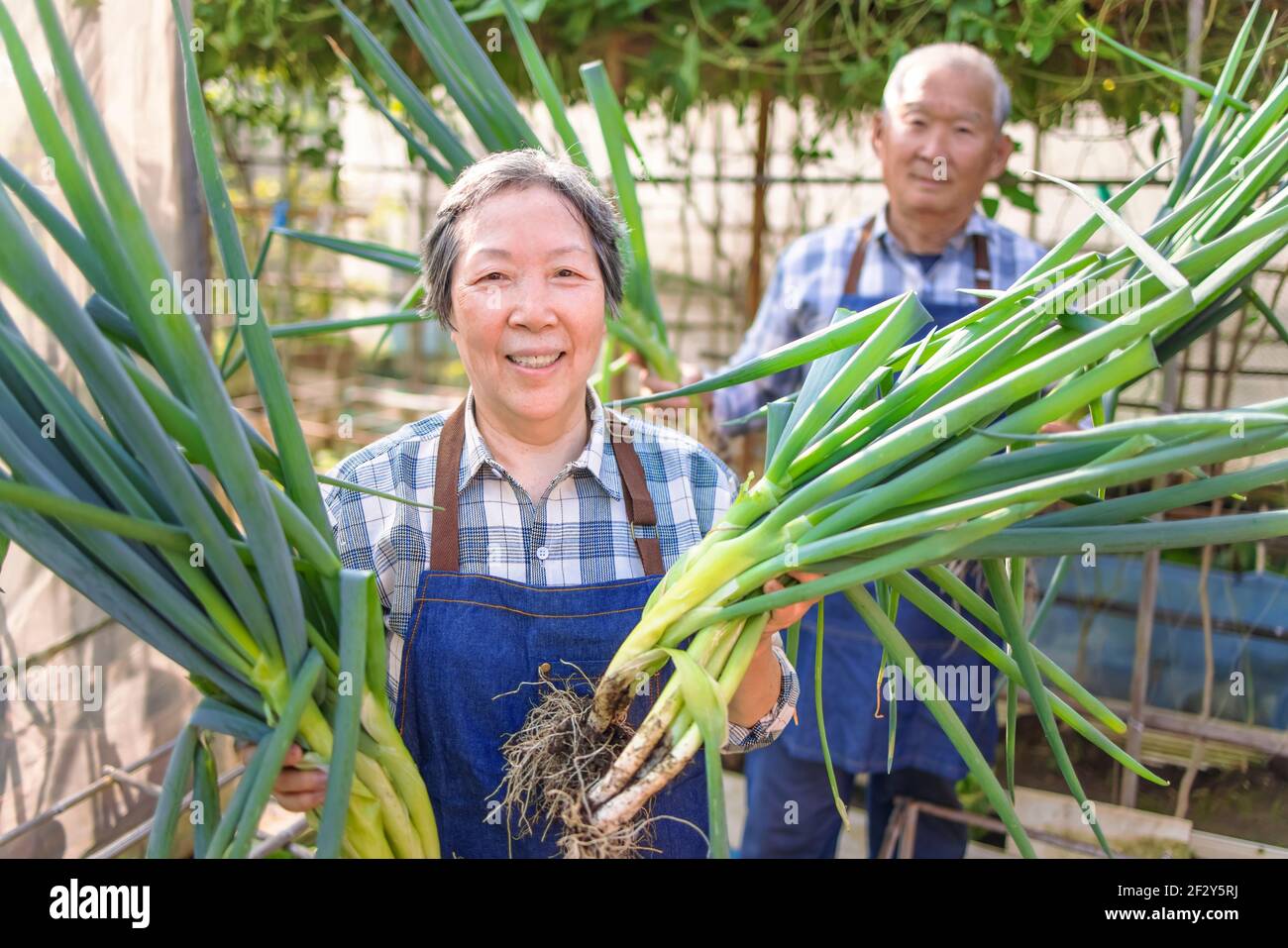 Felice agricoltore di coppia anziana che mostra verdure fresche verdi nel orto Foto Stock