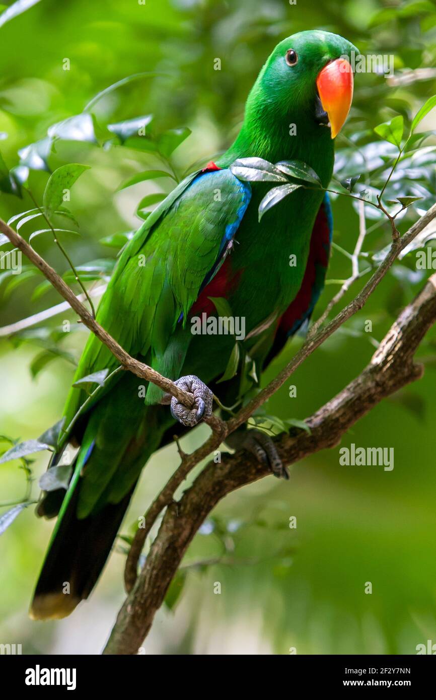 Un pappagallo di Eclectus si aggrappò ad un ramo di albero allo Zoo di Singapore. Lo Zoo di Singapore ha una superficie di 26 ettari ed ha più di 2,800 animali. Foto Stock