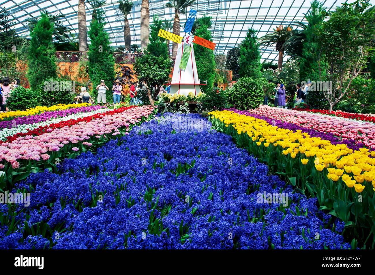 Fiori di Hyacinthe circondati da file di fiori di tulipano ai Giardini della Baia di Singapore. Gardens by the Bay è un parco naturale. Foto Stock