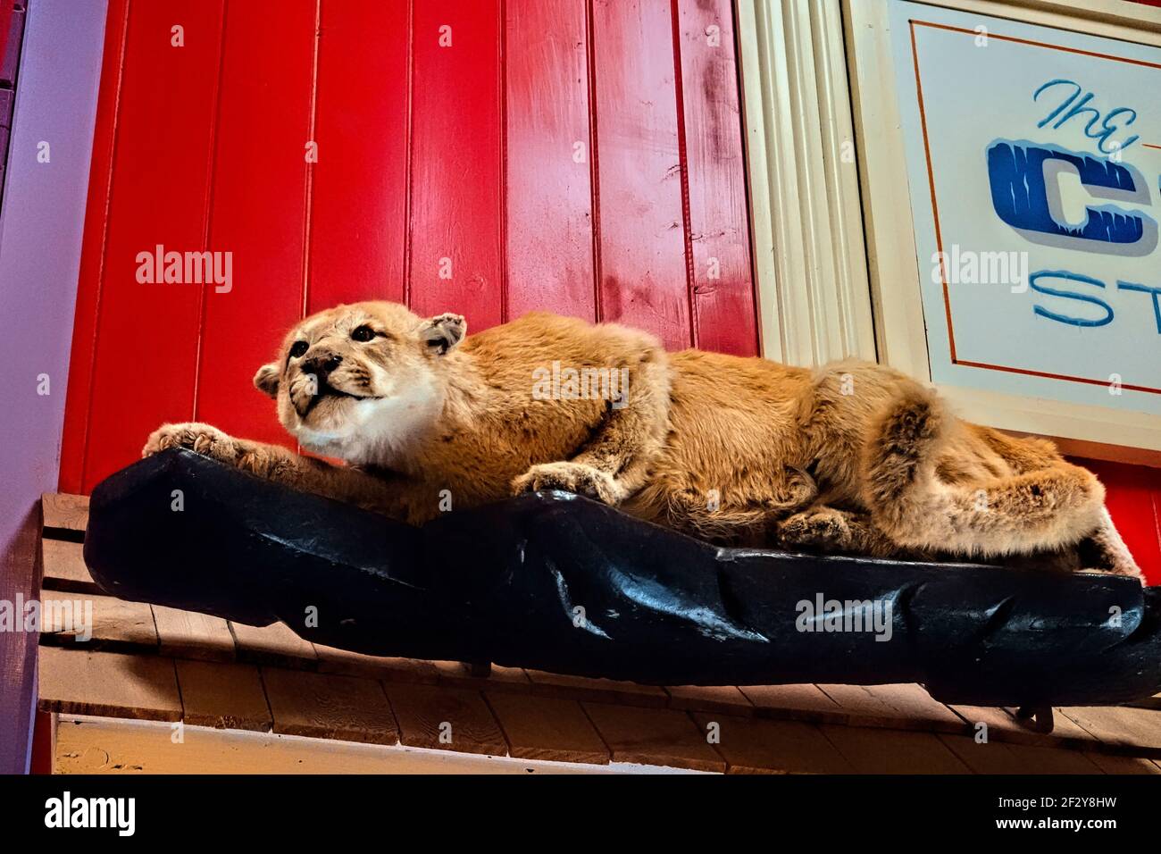 Cougar farcito all'interno del Wall Drug Store, Wall, South Dakota, USA Foto Stock