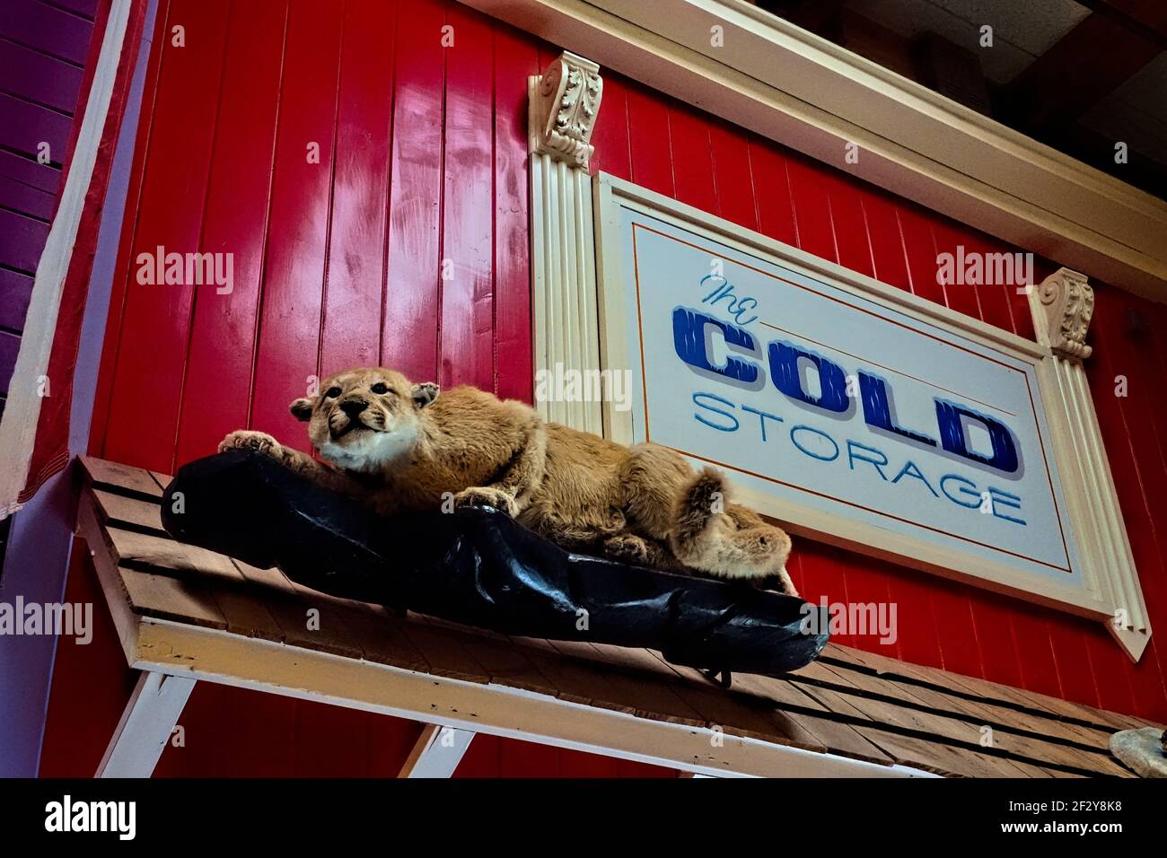 Cougar farcito all'interno del Wall Drug Store, Wall, South Dakota, USA Foto Stock