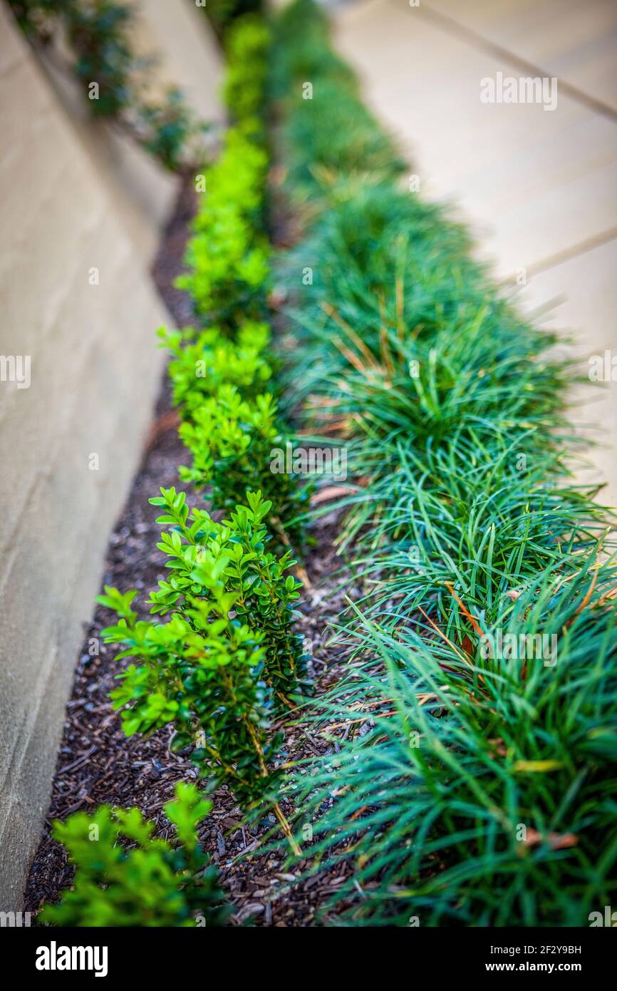 Giovane siepe Buxus con Mondo Grass e pavimentazione in arenaria Foto Stock