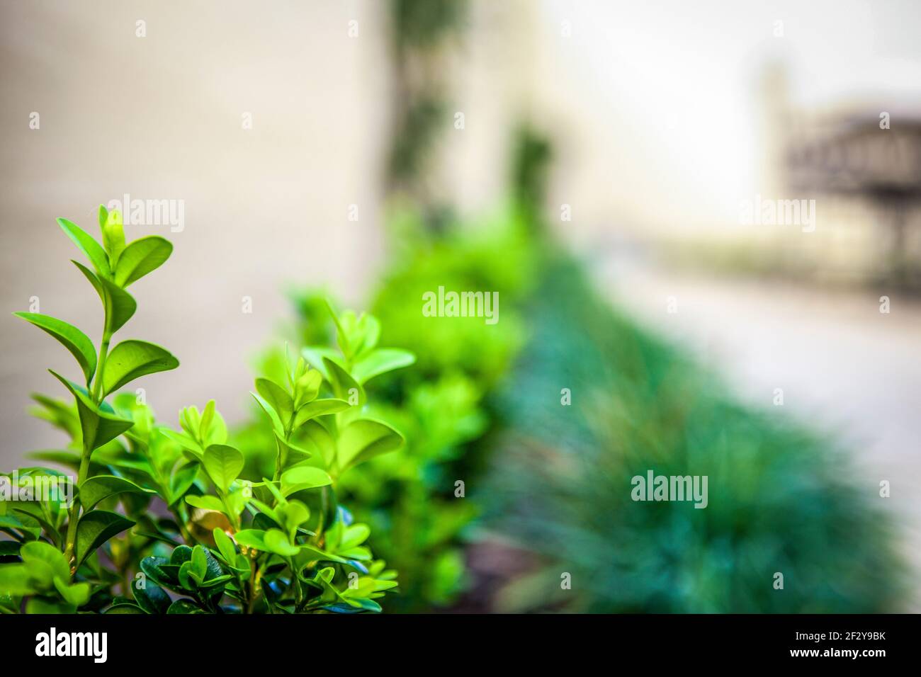 Giovane siepe Buxus con Mondo Grass e pavimentazione in arenaria Foto Stock