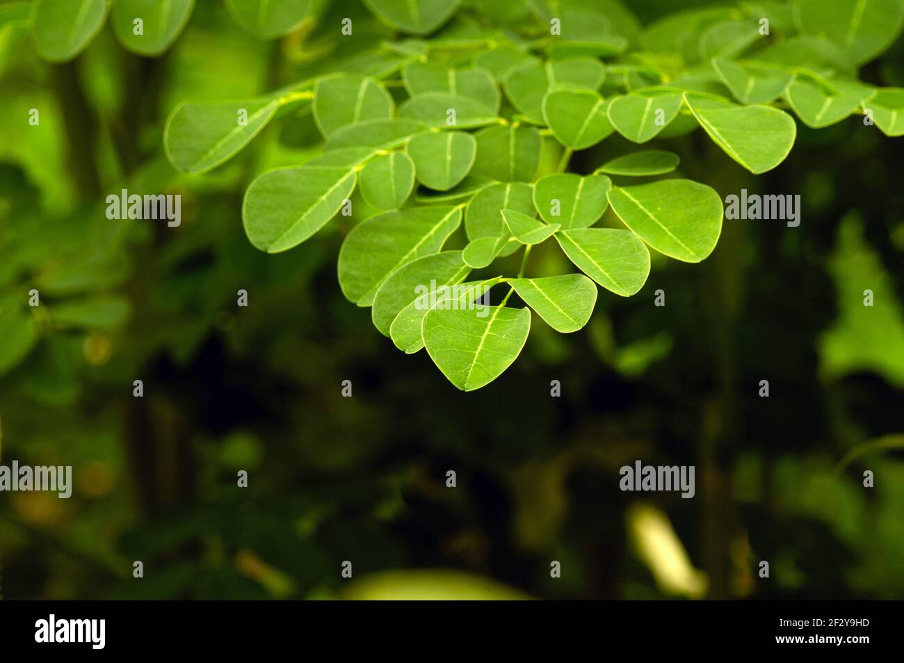 Kelor o albero di drumstick, Moringa oleifera, foglie verdi, con i nomi comuni albero di rafano, e ben albero di olio o di benzolivo Foto Stock