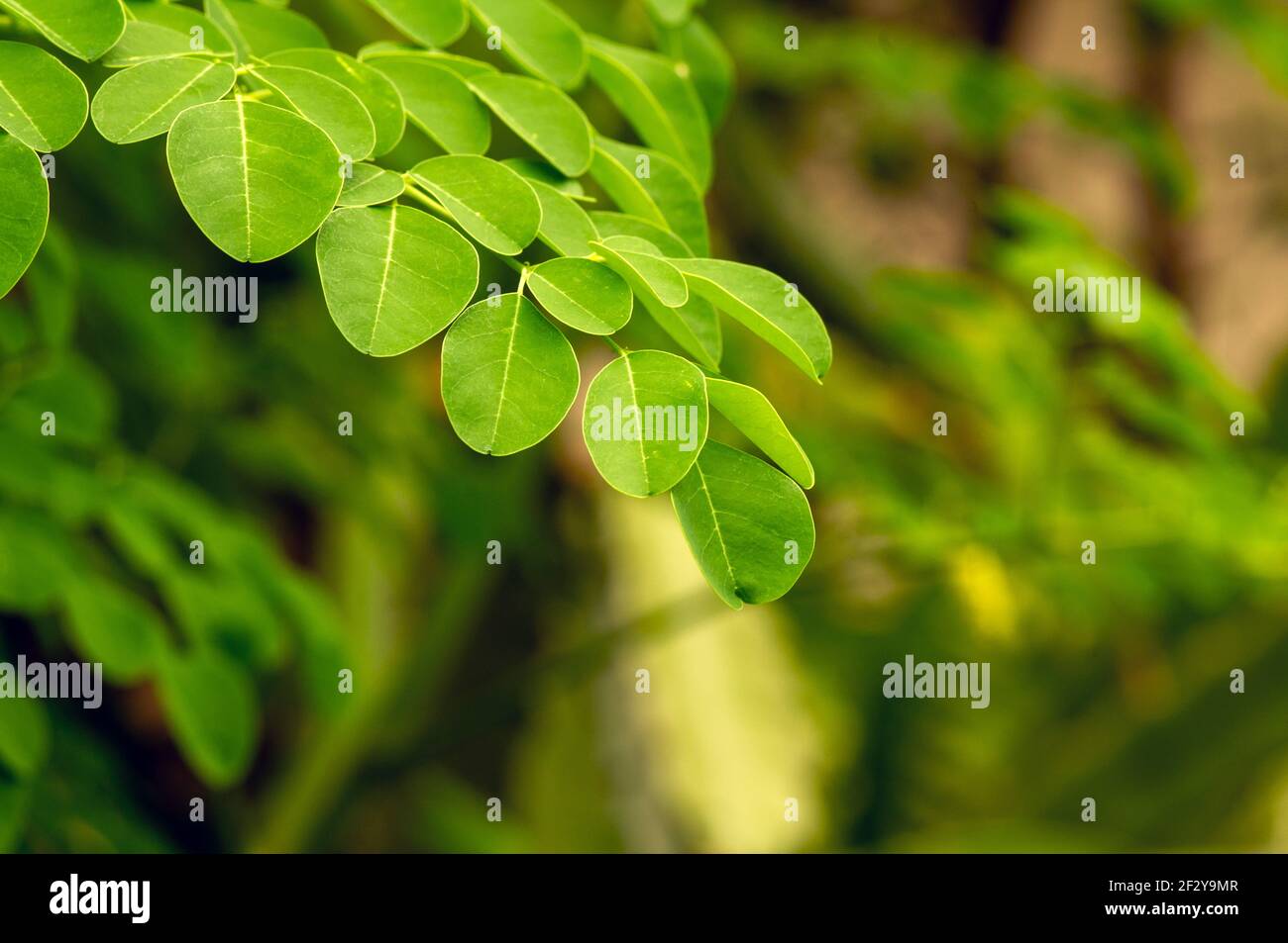 Kelor o albero di drumstick, Moringa oleifera, foglie verdi, con i nomi comuni albero di rafano, e ben albero di olio o di benzolivo Foto Stock