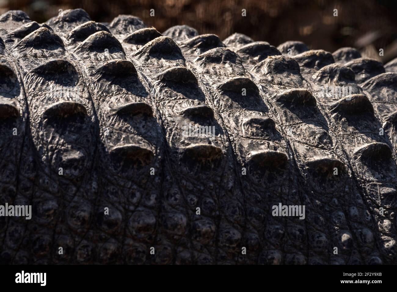 Un primo piano della parte posteriore di un alligatore americano assume l'aspetto di un paesaggio alieno. Foto Stock