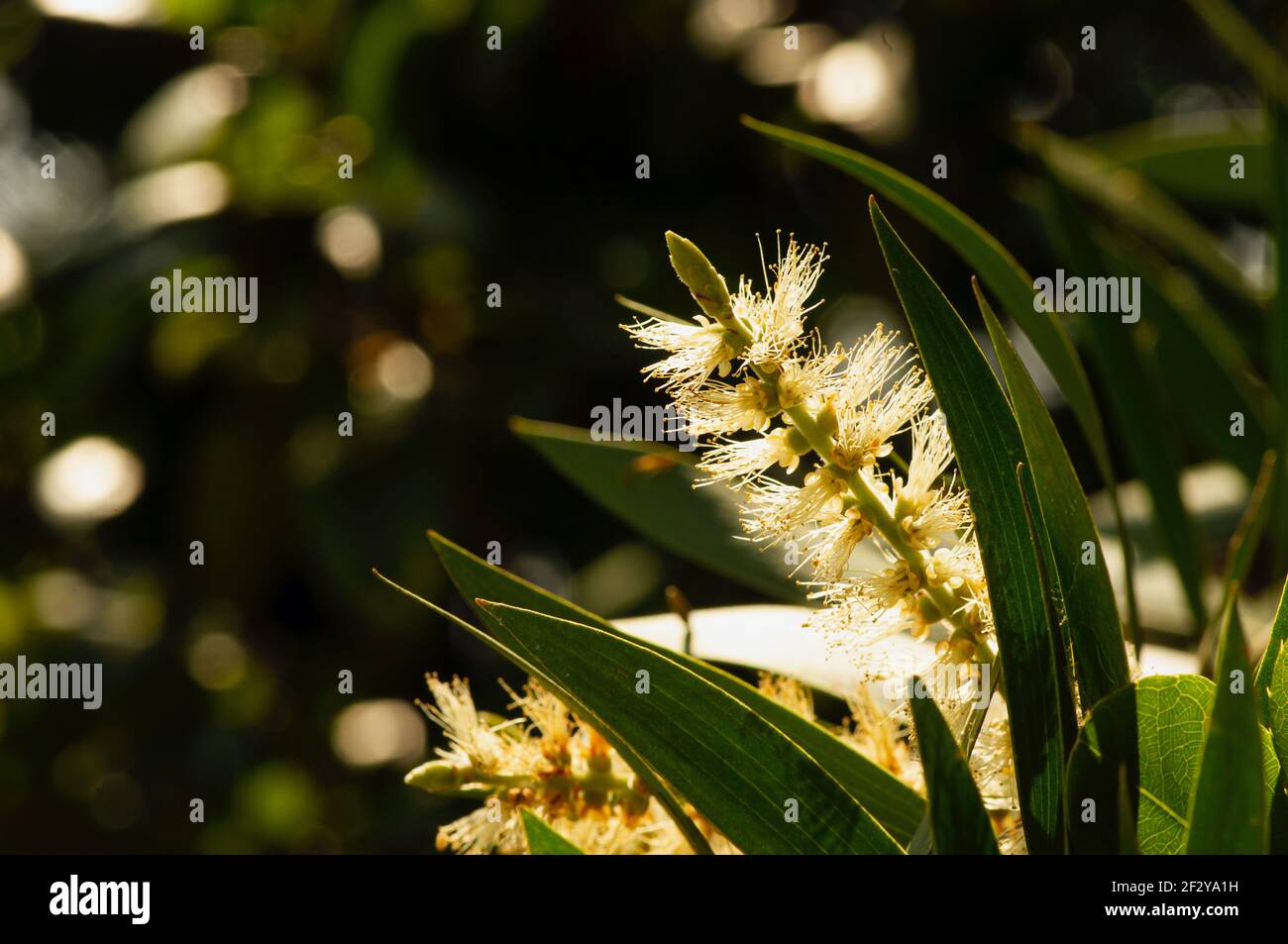 Melaleuca cajuputi fiore, a fuoco basso, comunemente noto come cajuput. L'olio di cajuput è un olio volatile ottenuto per distillazione dalle foglie di caju Foto Stock