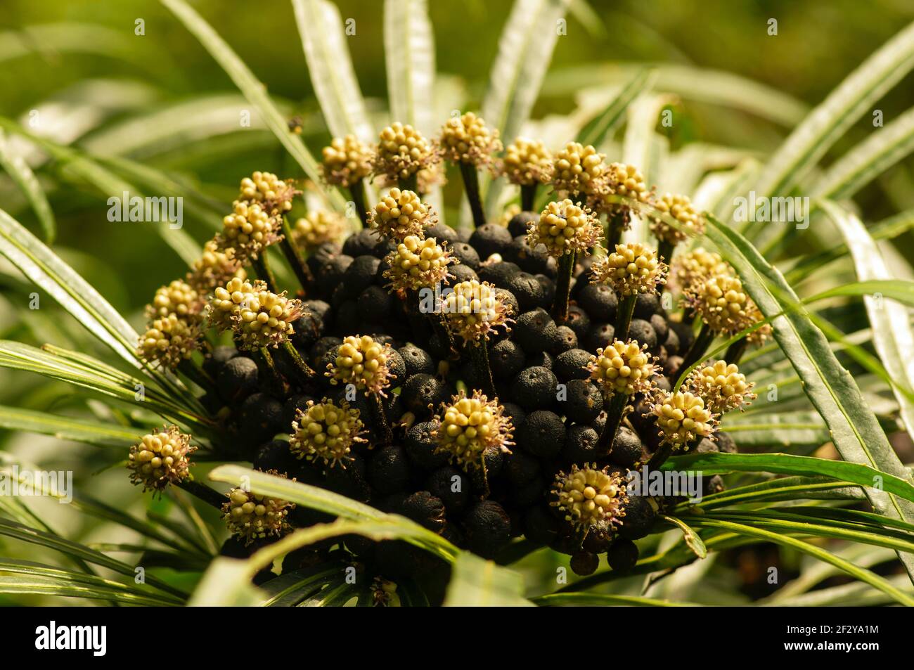 Miagos Bush fiore (Osmoxylon lineare) che fiorisce a fuoco basso, un arbusto popolare coltivato come siepi e piante della casa. Foto Stock