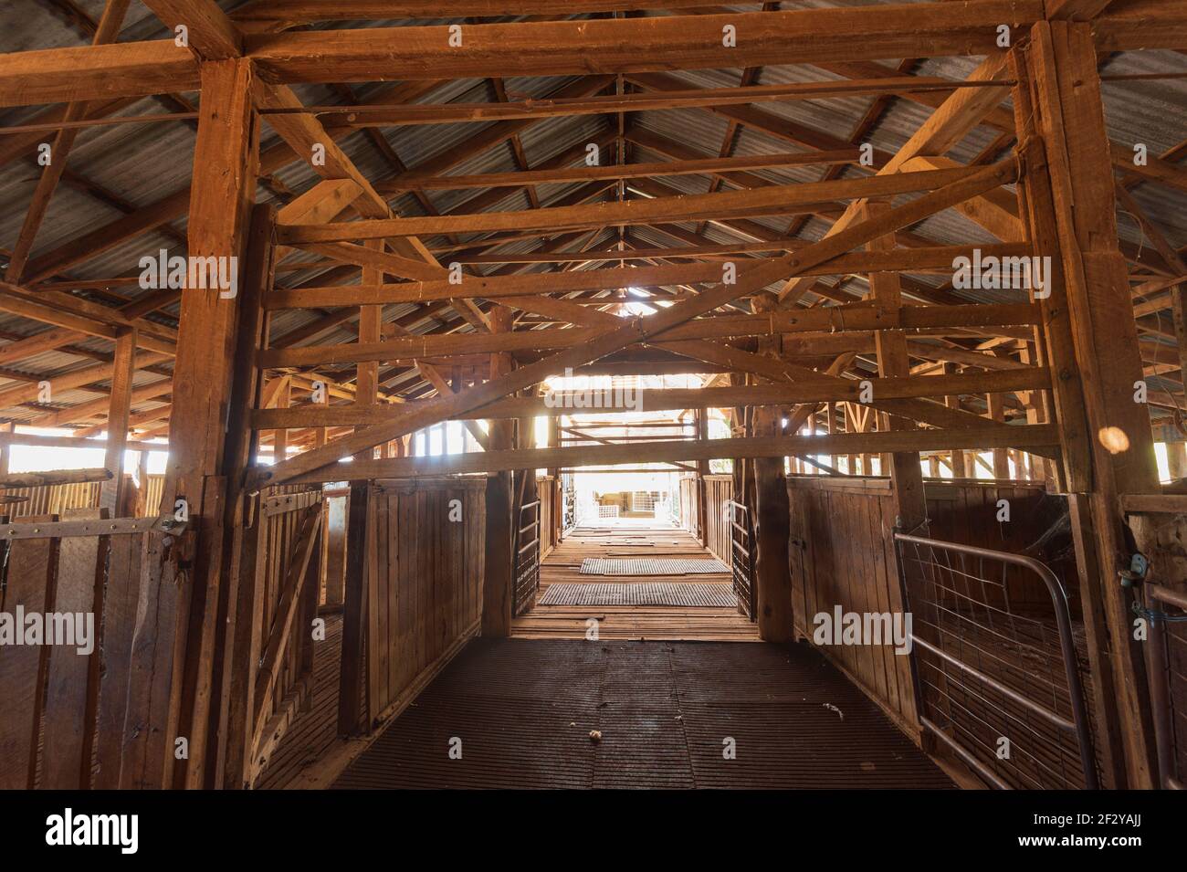 Tosatura vecchia capannone a Charlotte Plains, una vecchia stazione di bestiame e pecore vicino a Cunnamulla, Queensland, QLD, Australia Foto Stock