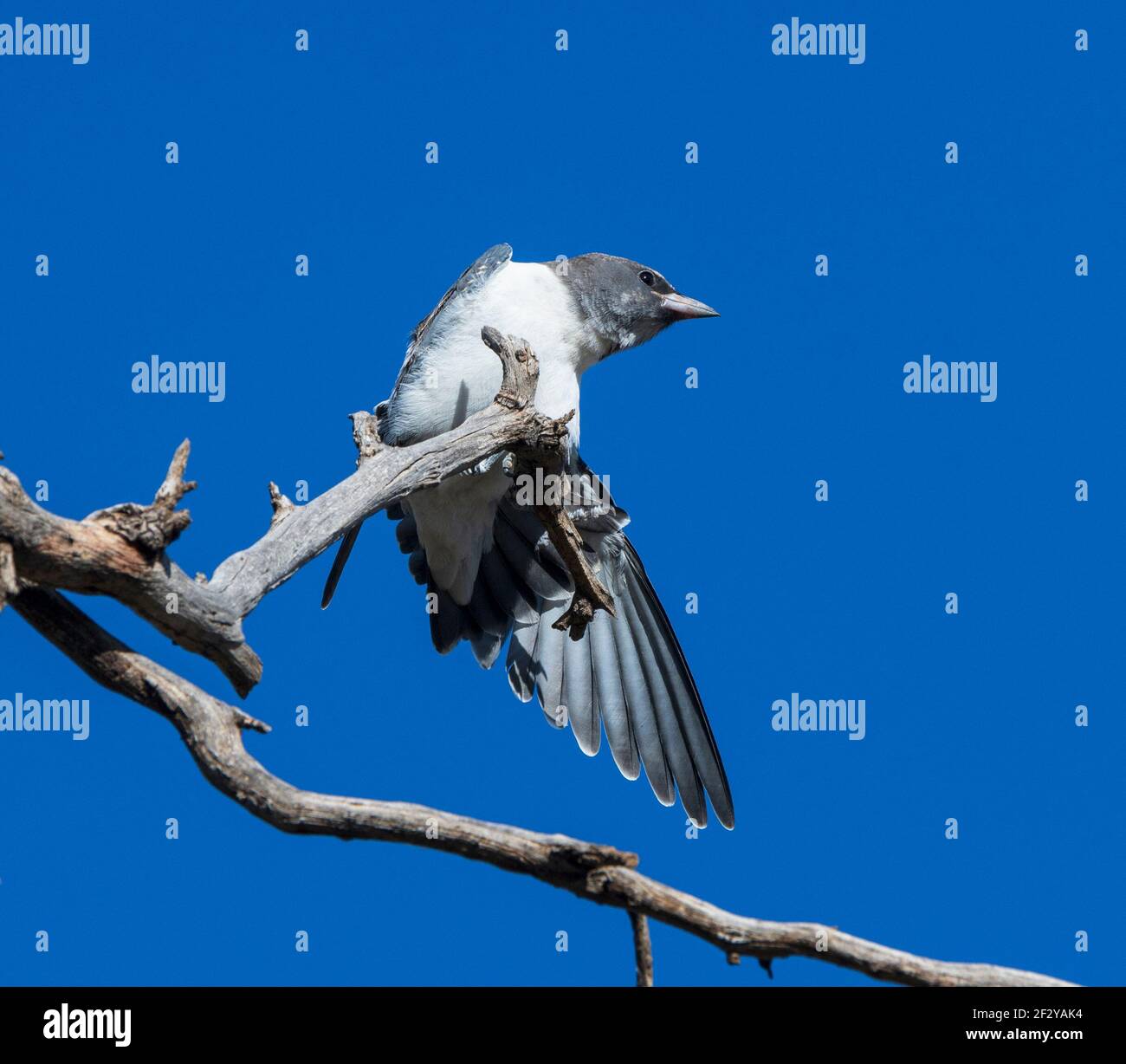 Woodswallow (Artamus leucorynchus) arroccato su un ramo e stretching, Queensland, QLD, Australia Foto Stock